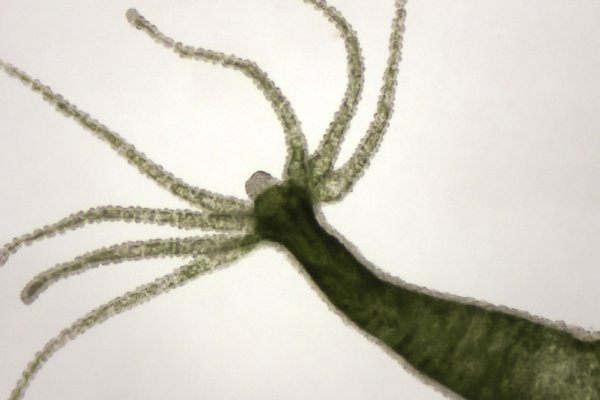 Kraken ссылка onion 2kmp