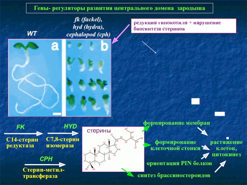 Кракен клирнет ссылка